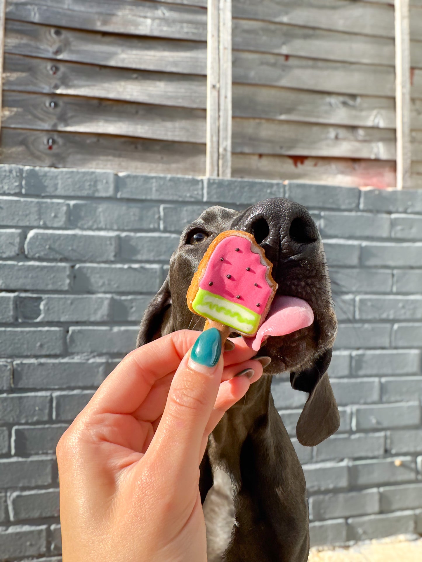 Lolly Pups
