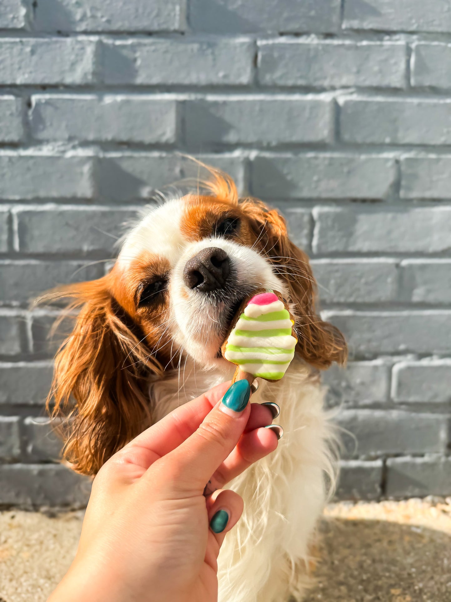 Lolly Pups