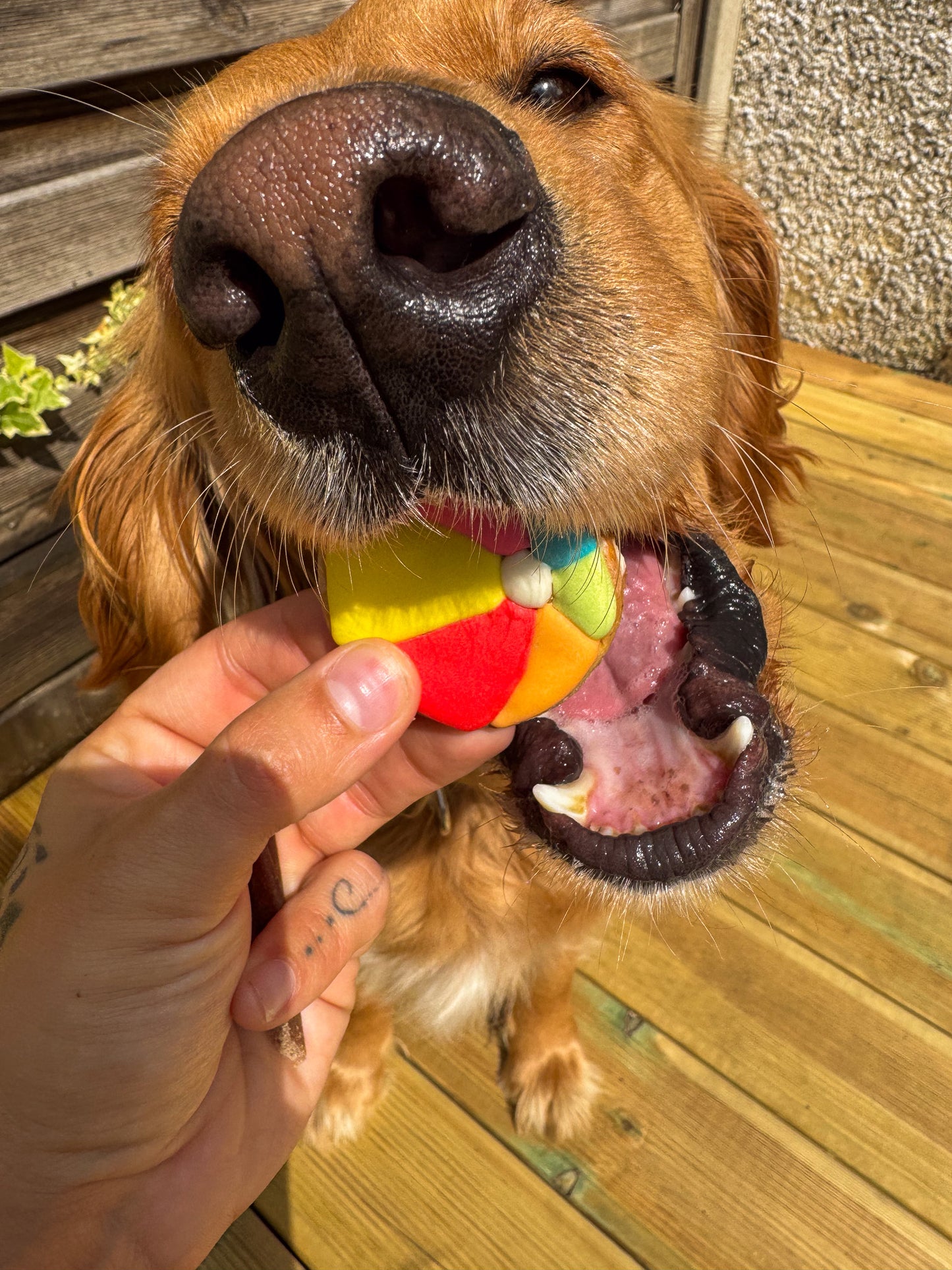 Beach Ball Biscuit