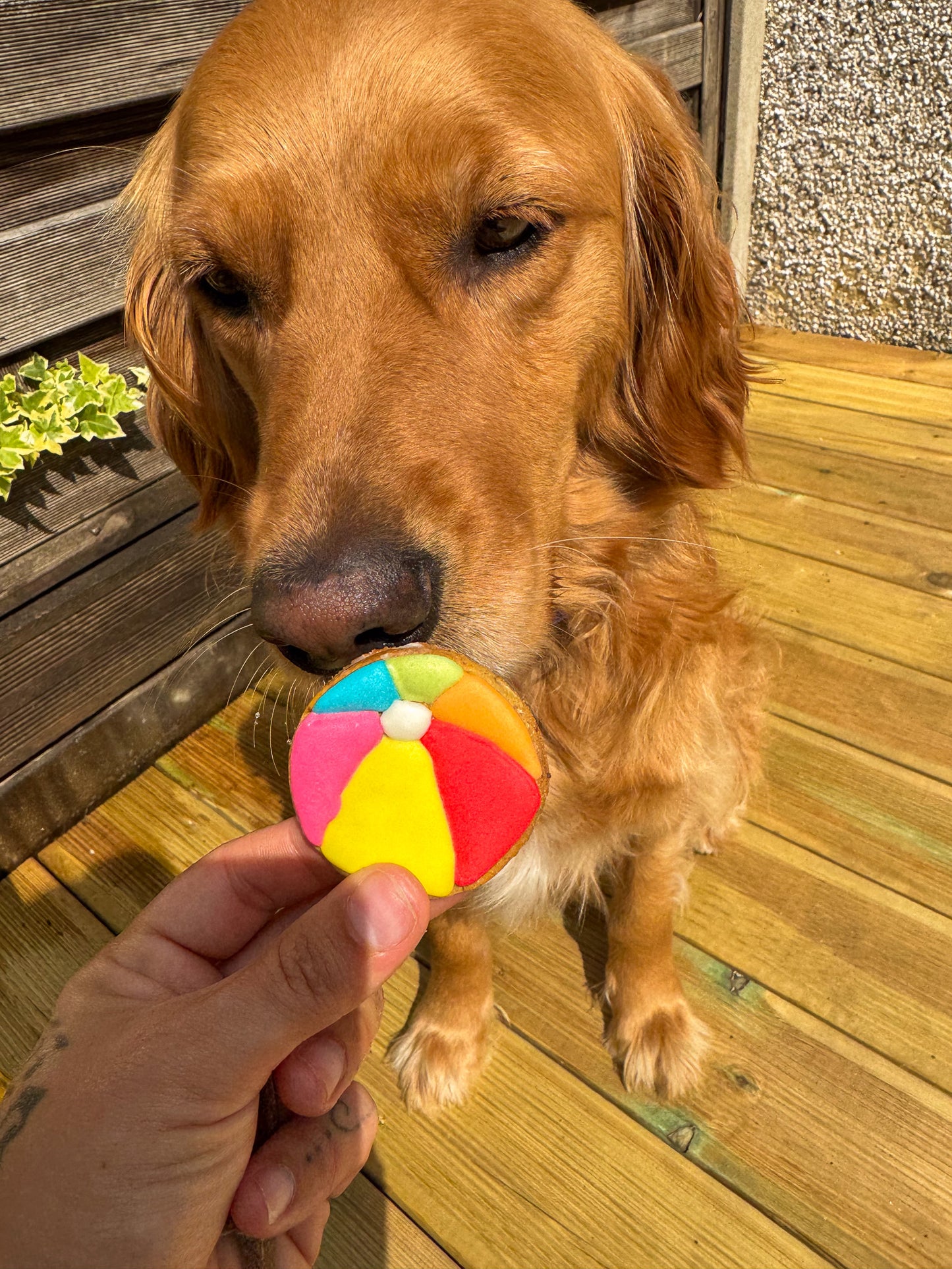 Beach Ball Biscuit