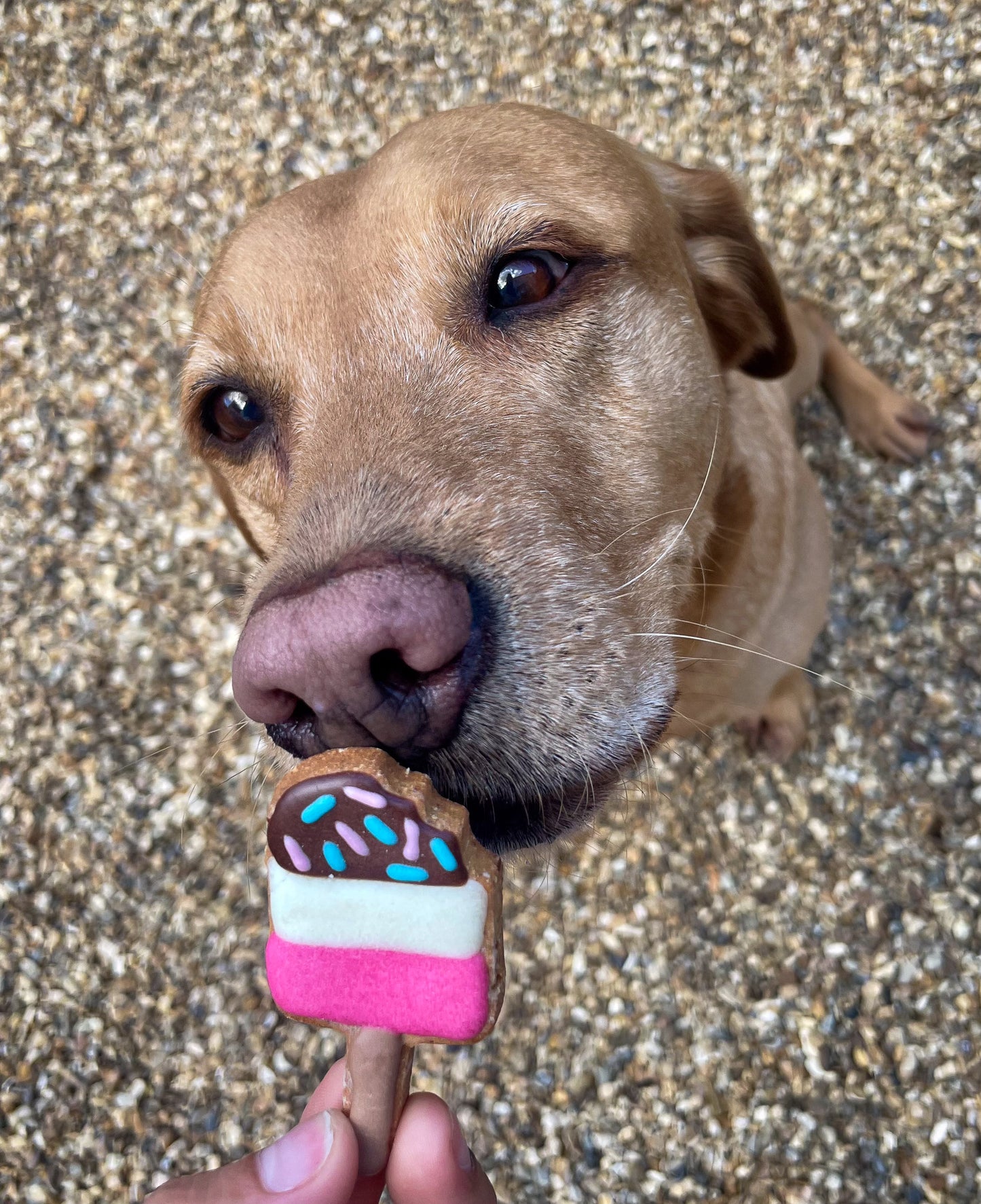 Lolly Pups