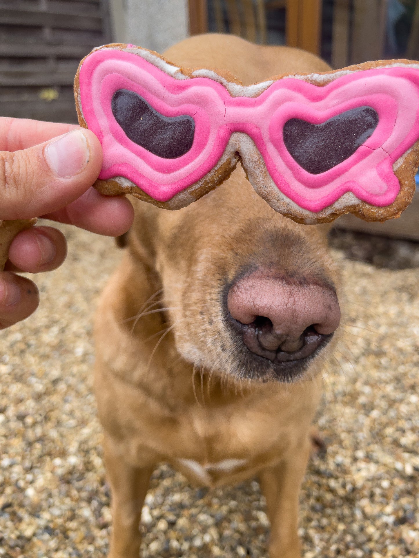 Pup Shades