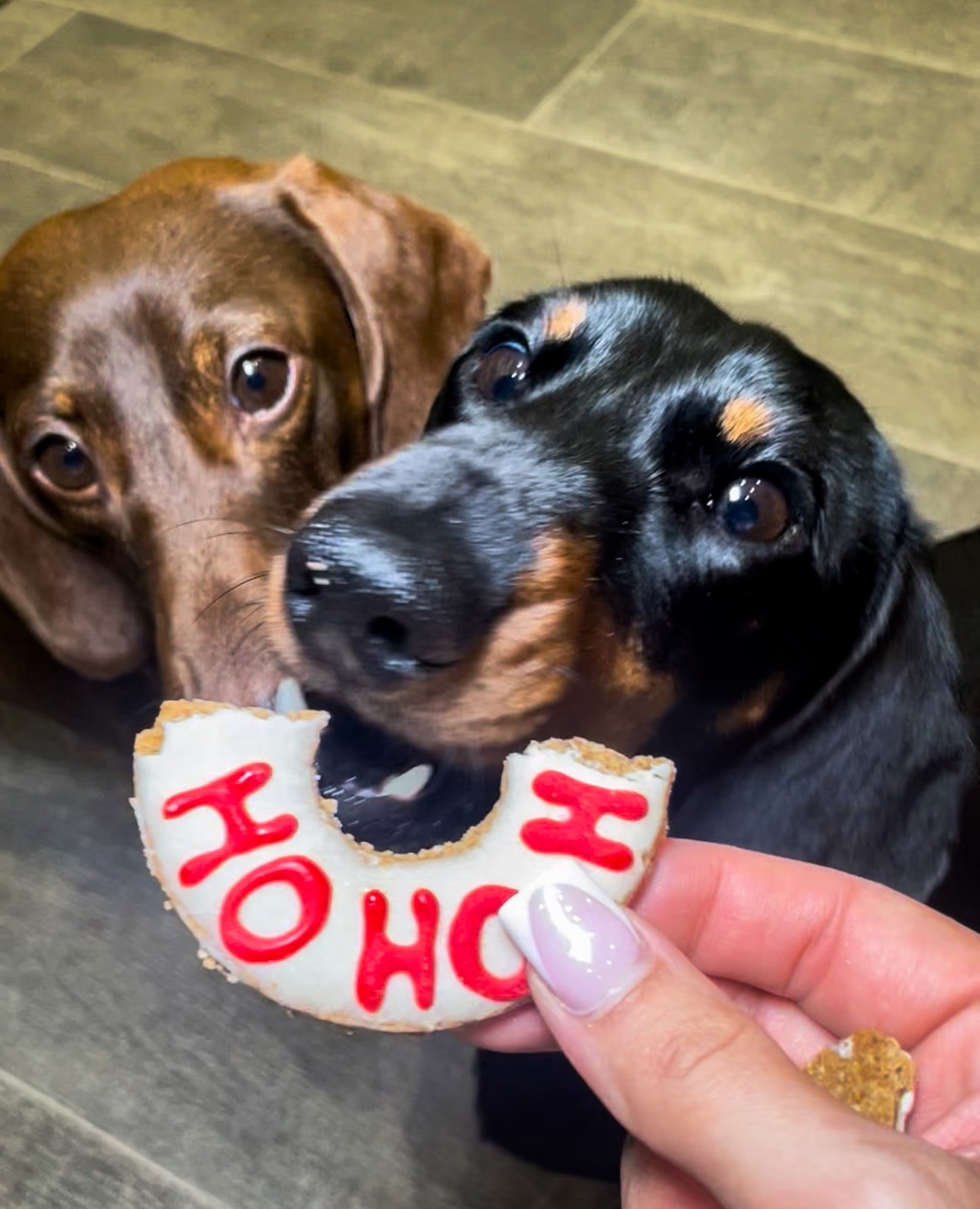 Festive Donut Duo (Surprise Set)