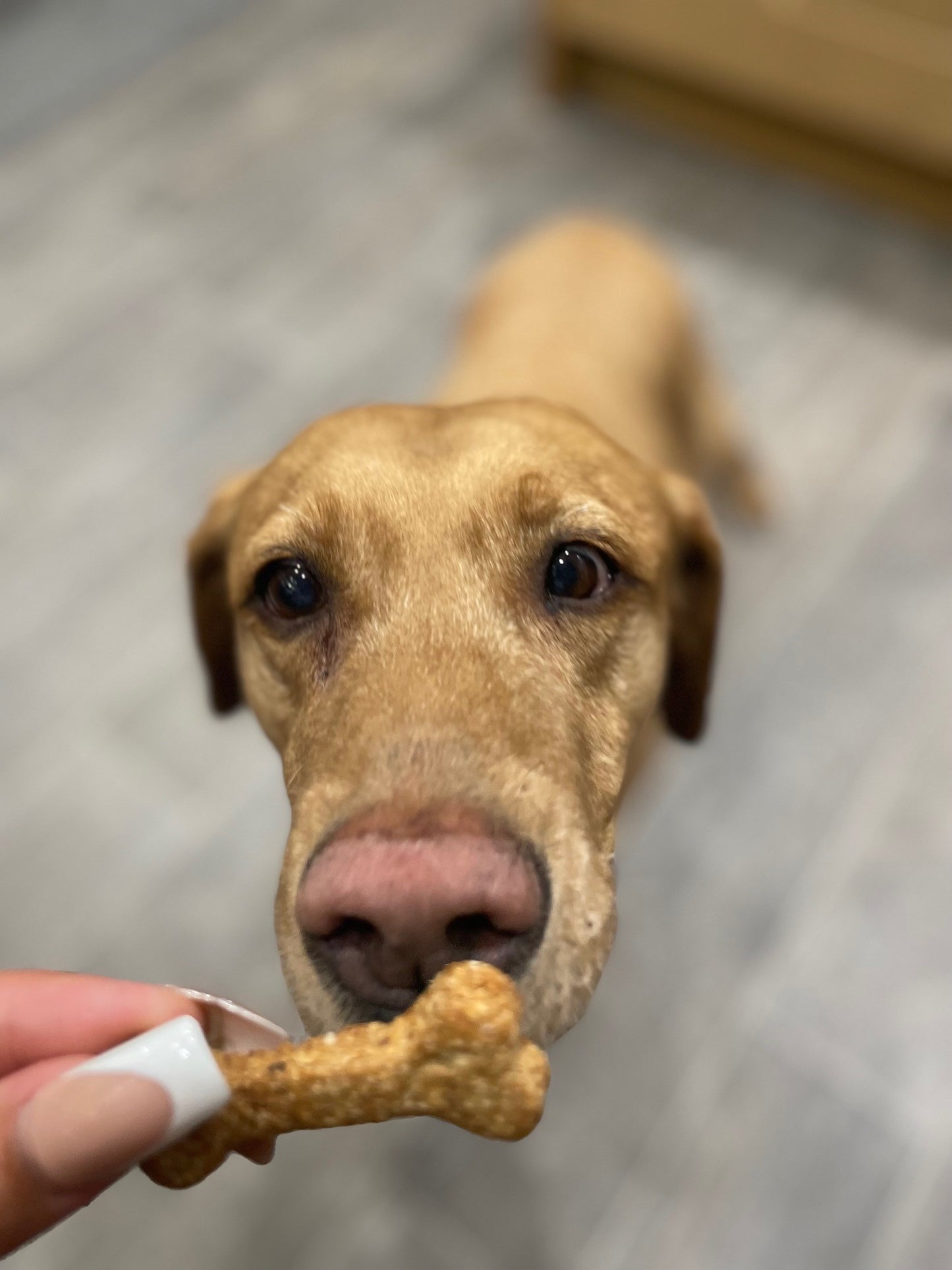 Peanut Butter Bones