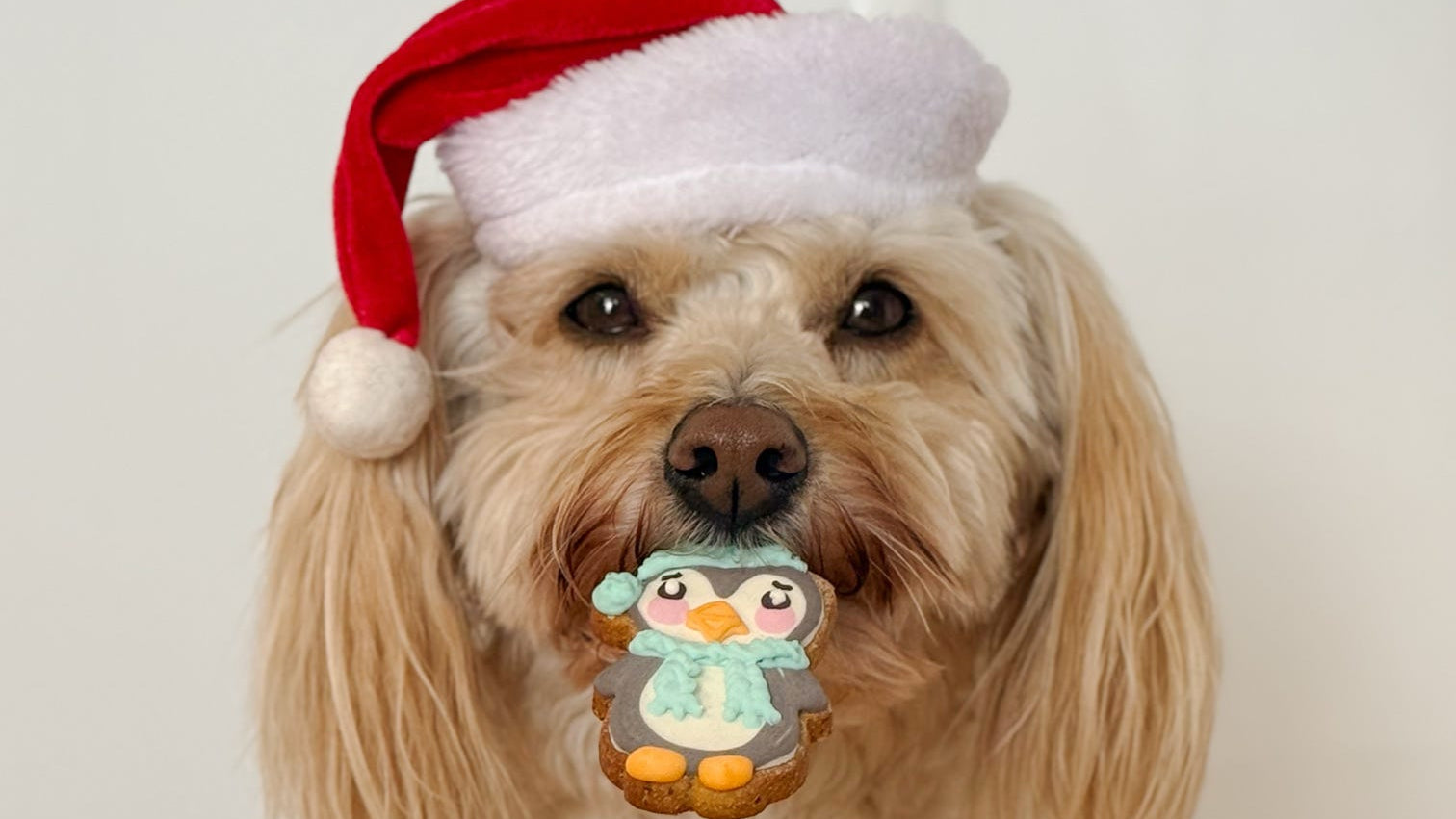 Dog wearing a Santa hat with a penguin biscuit in its mouth against a white background