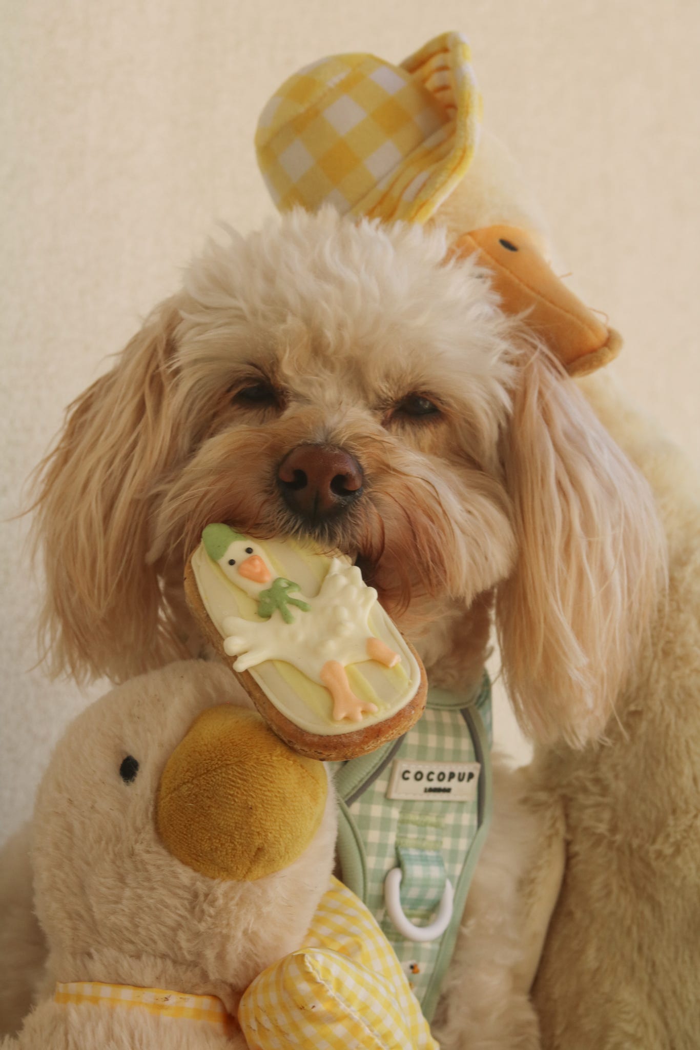 Medium Silly Goose Biscuit