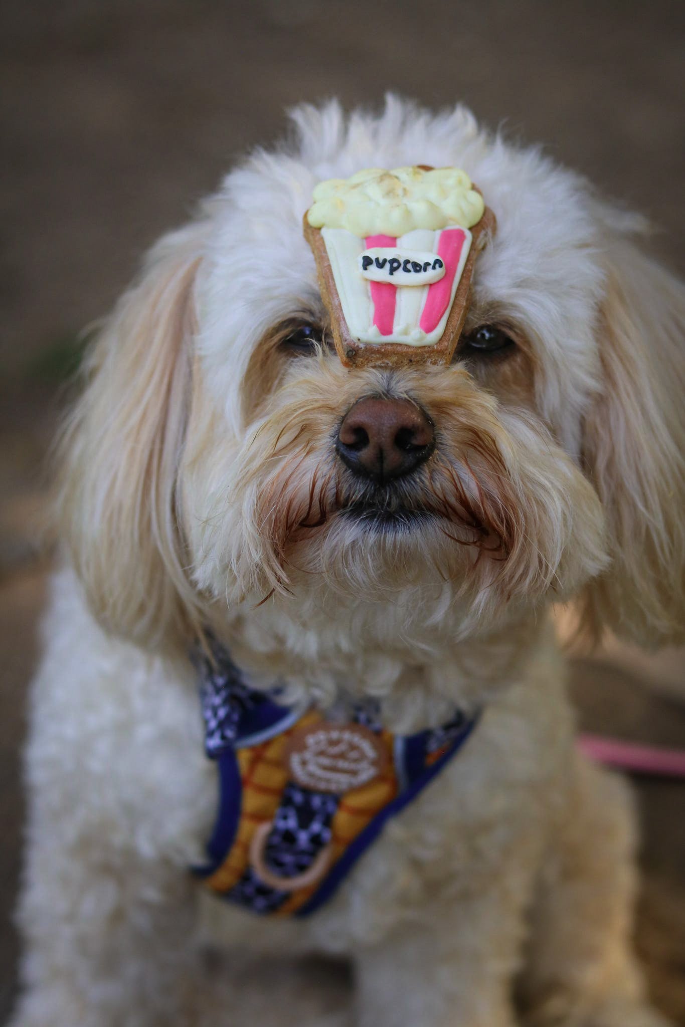 Pupcorn