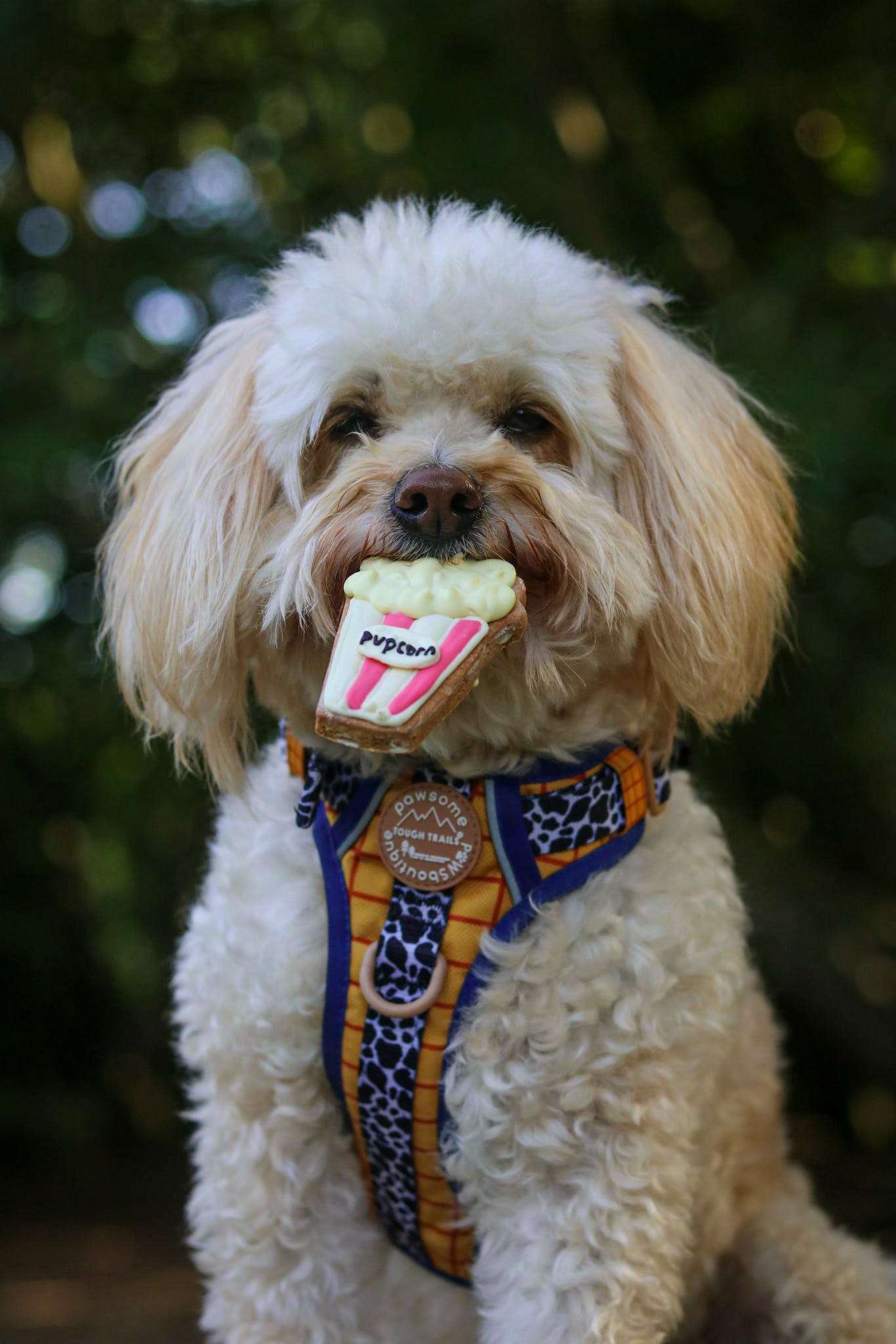 Pupcorn