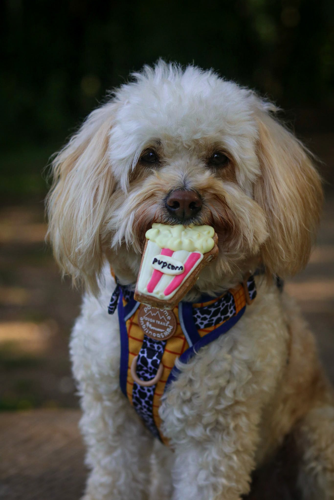 Pupcorn
