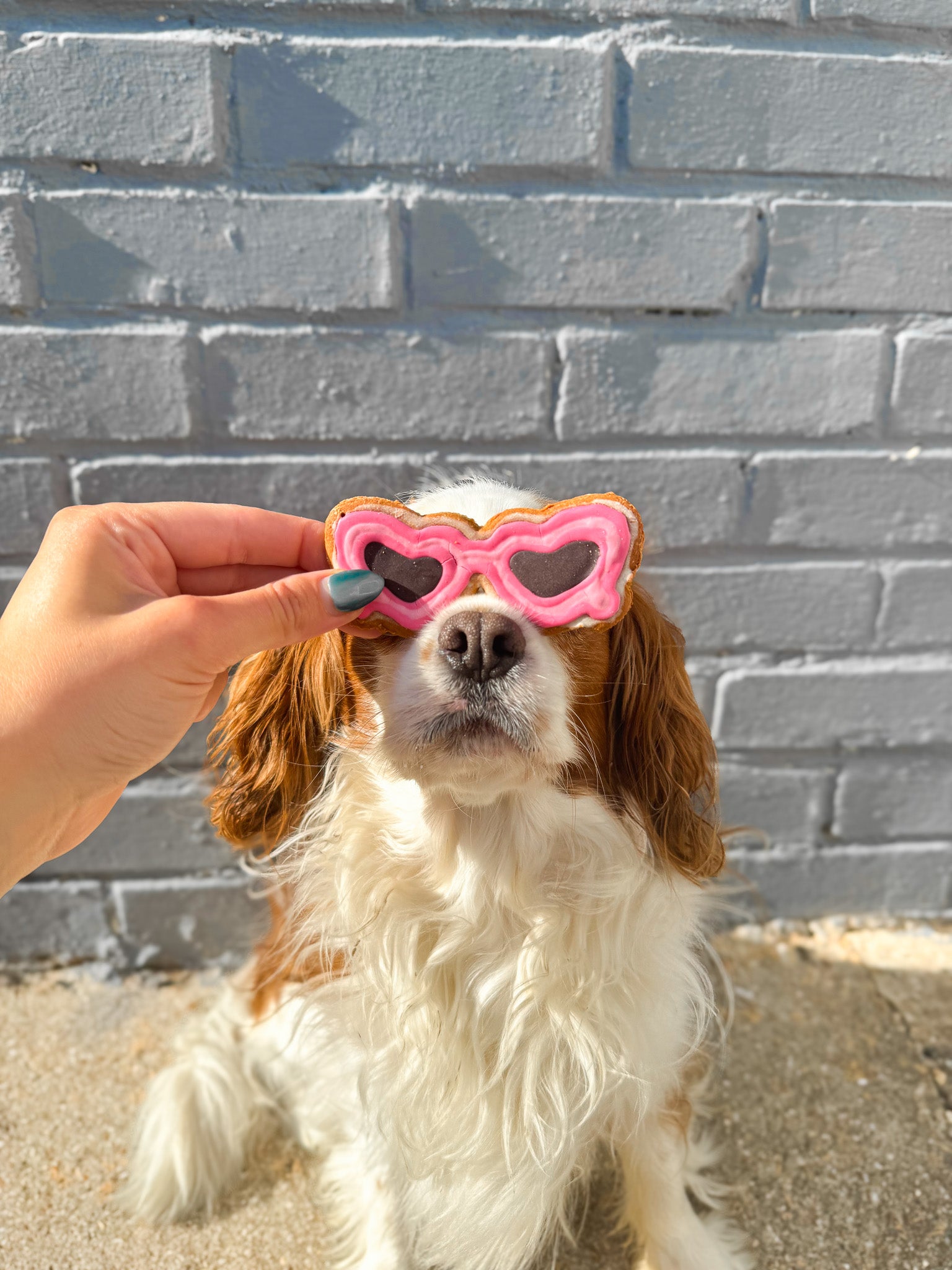 Pup Shades