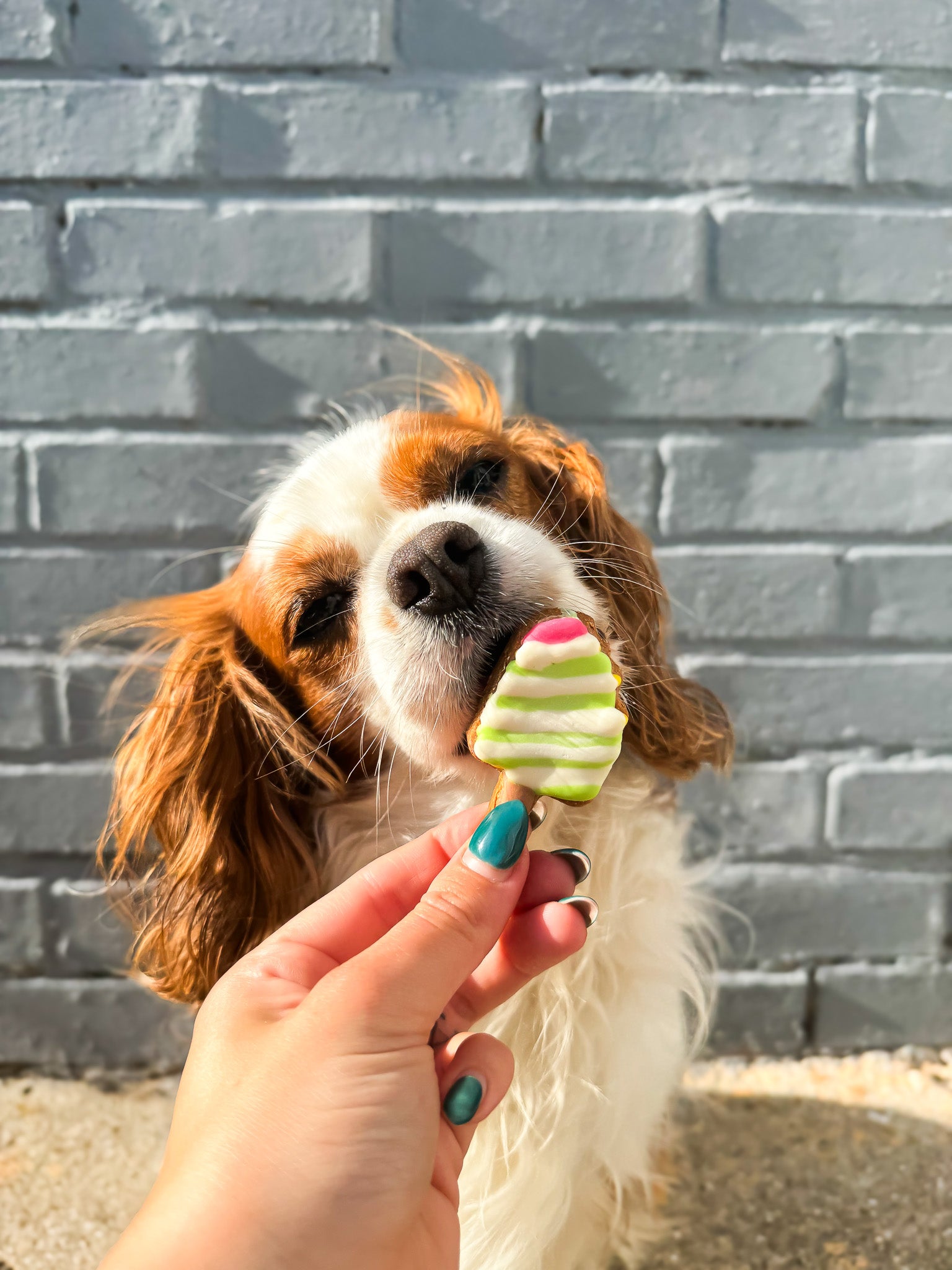 Lolly Pups