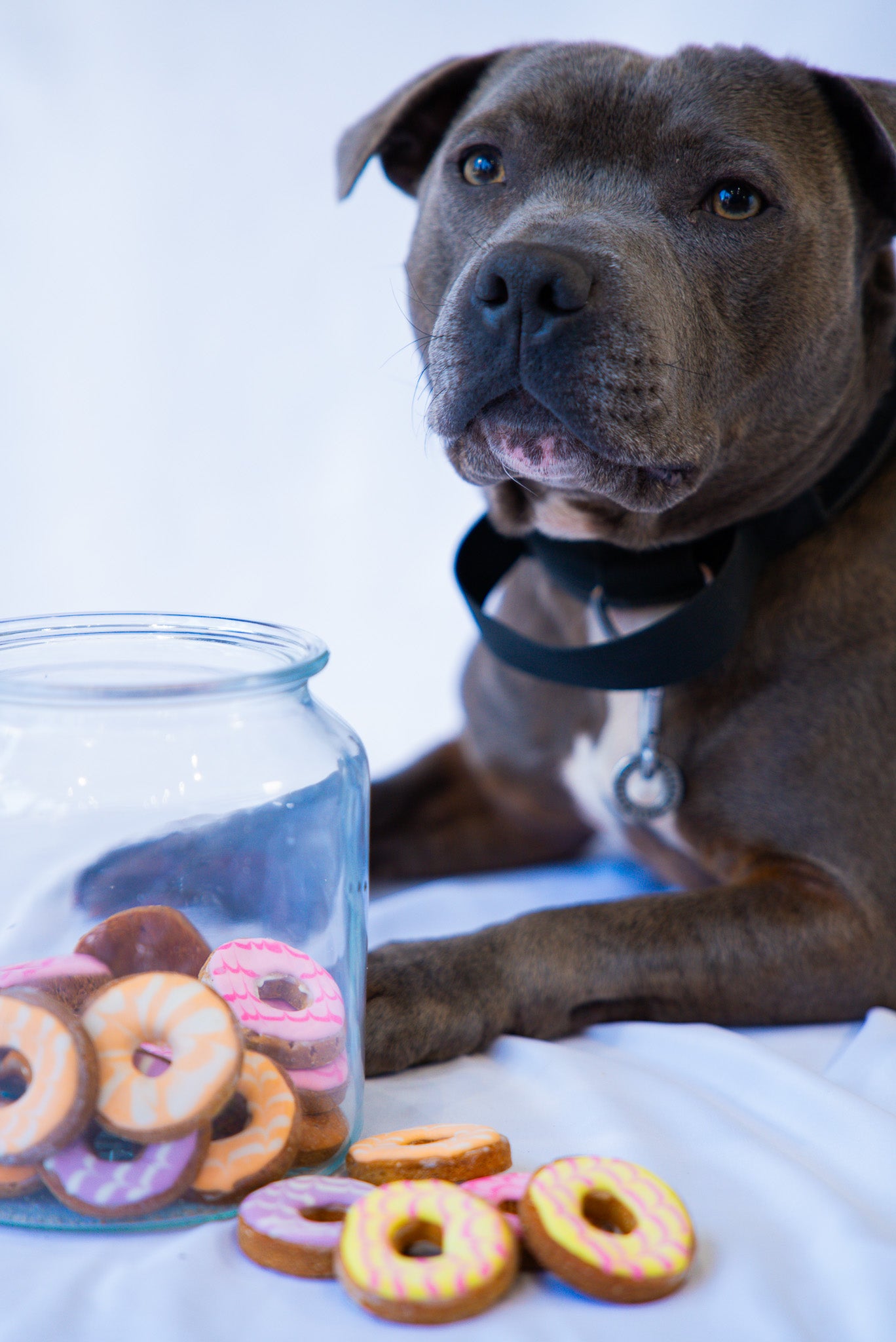 The Classic Biscuit Selection