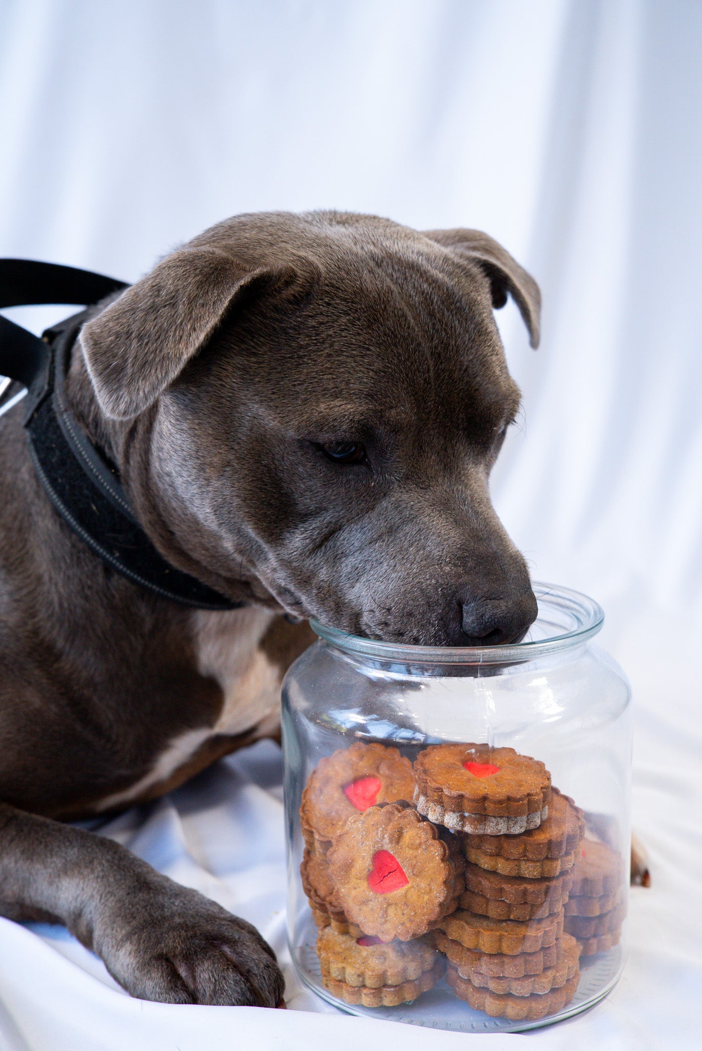 The Classic Biscuit Selection