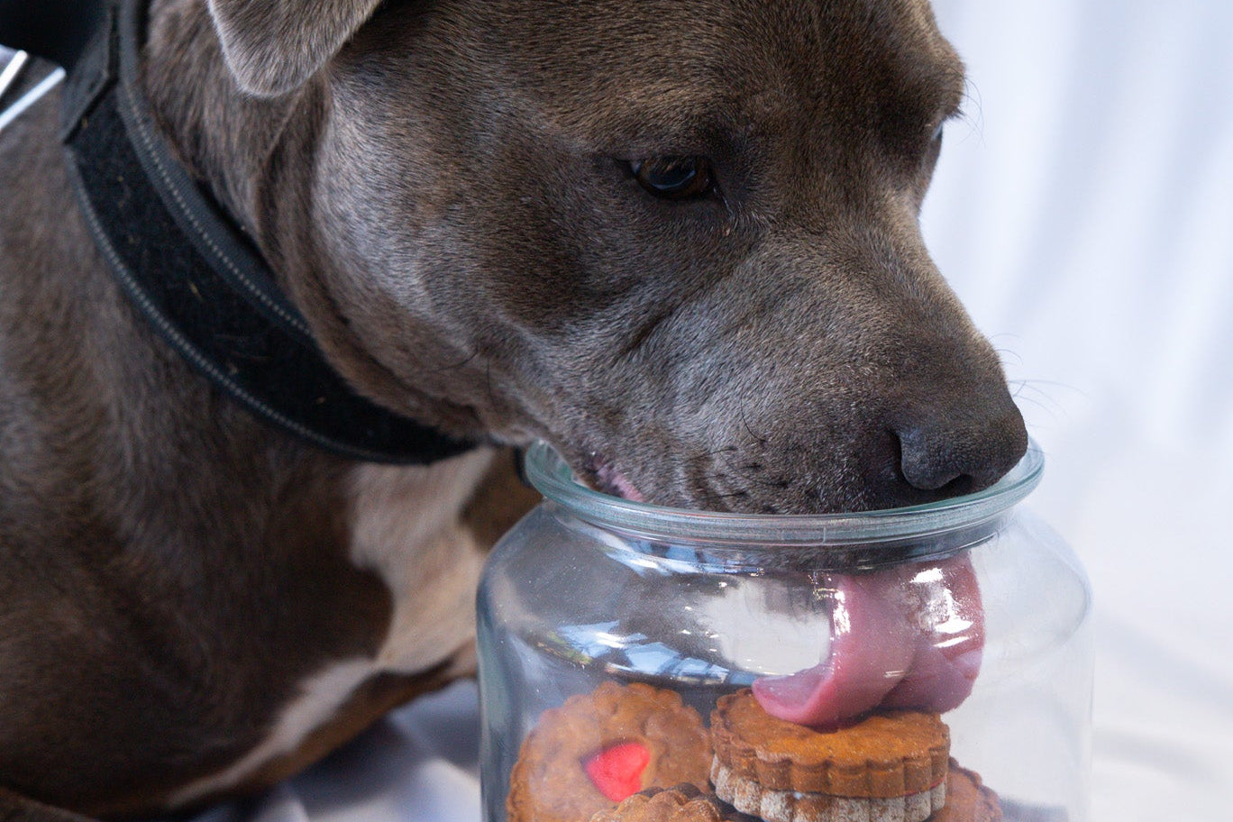 Dog looking at a jar of cookies with heart shapes on a white background