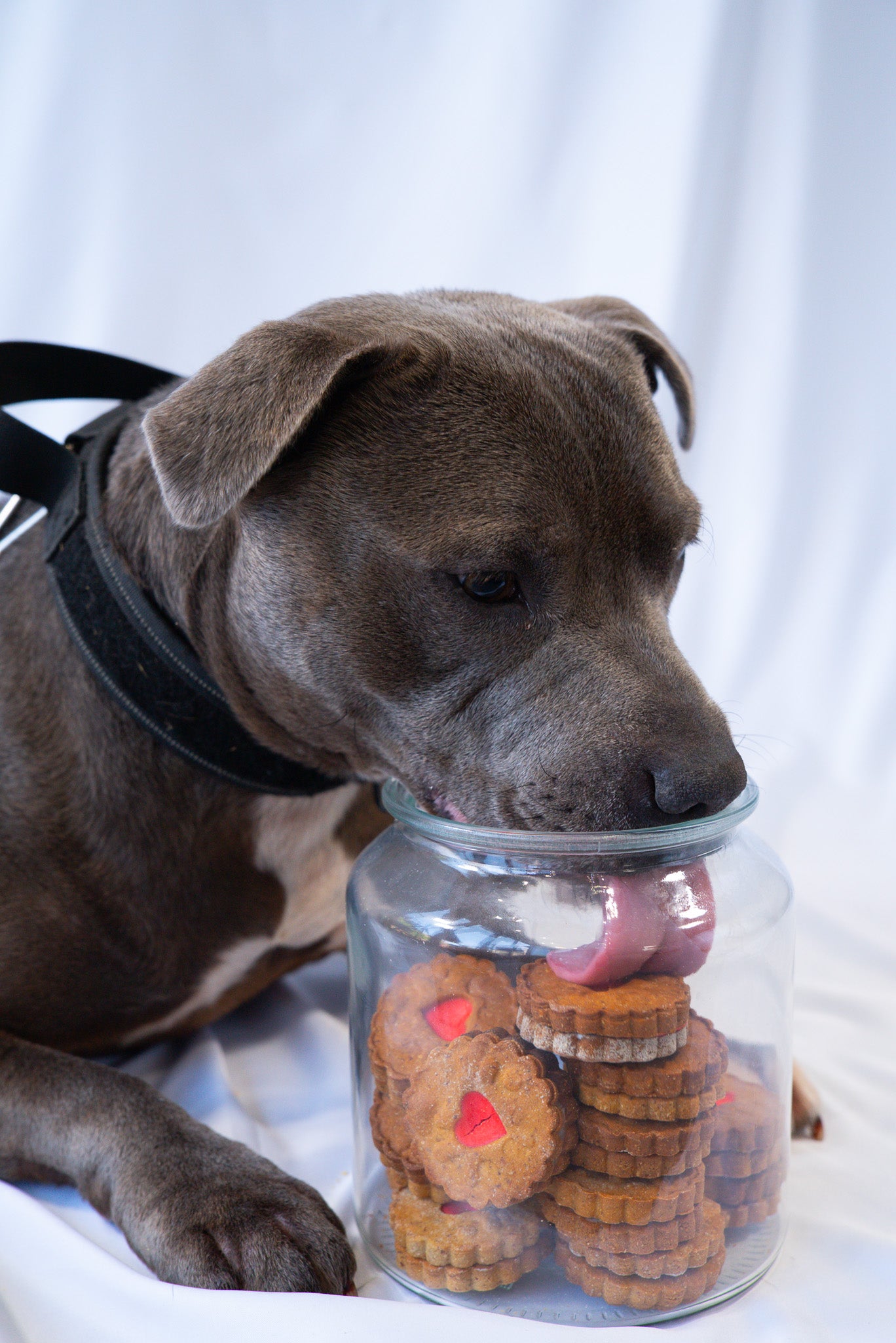 The Classic Biscuit Selection
