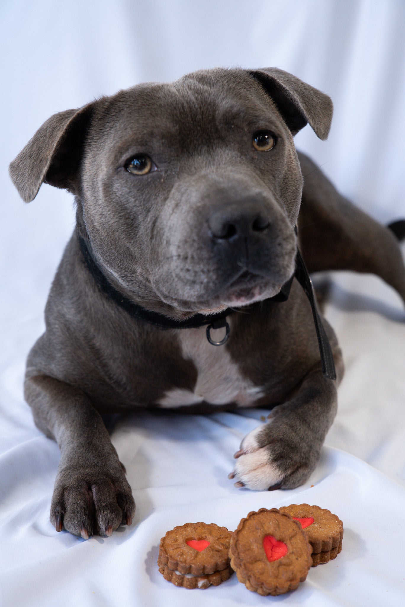 The Classic Biscuit Selection