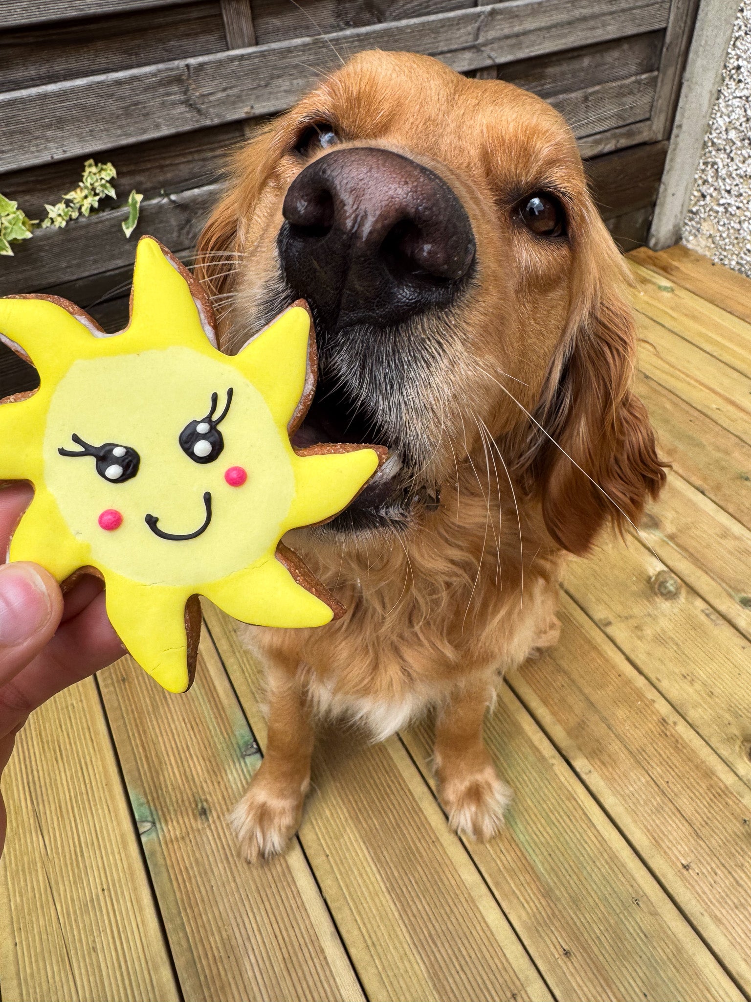 Sunshine Cookies