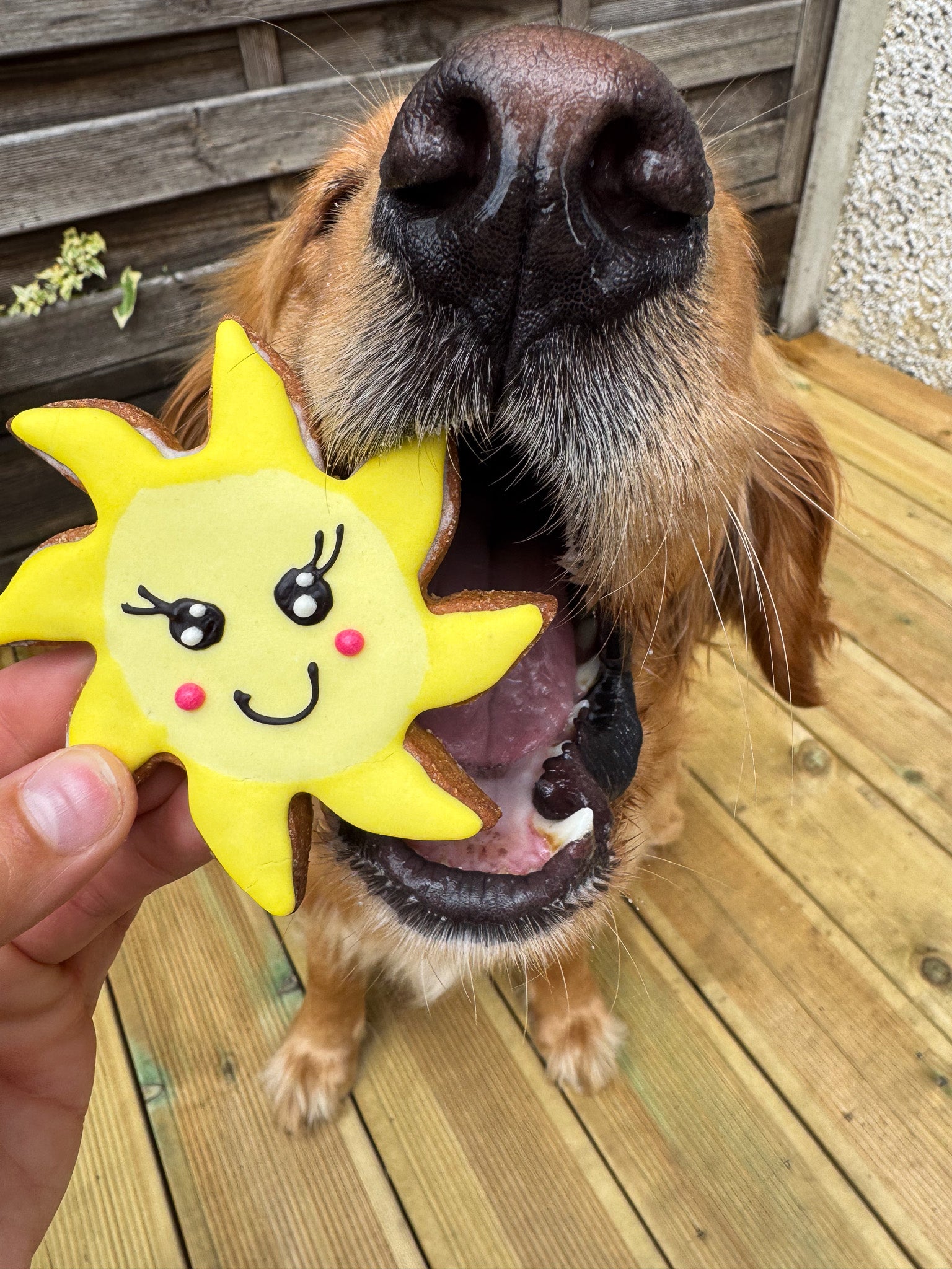 Sunshine Cookies