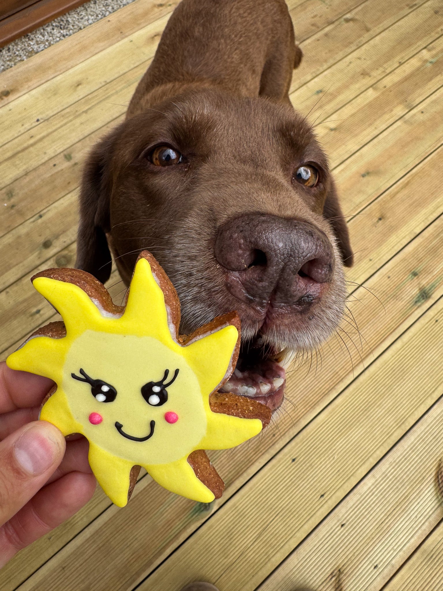 Sunshine Cookies