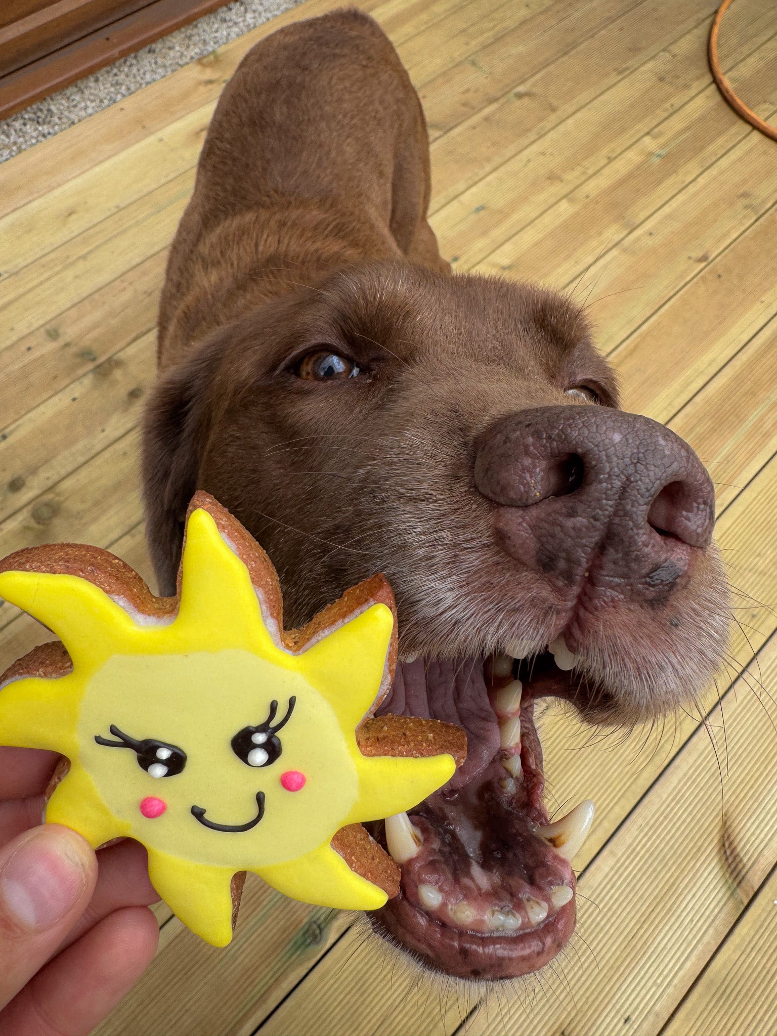 Sunshine Cookies