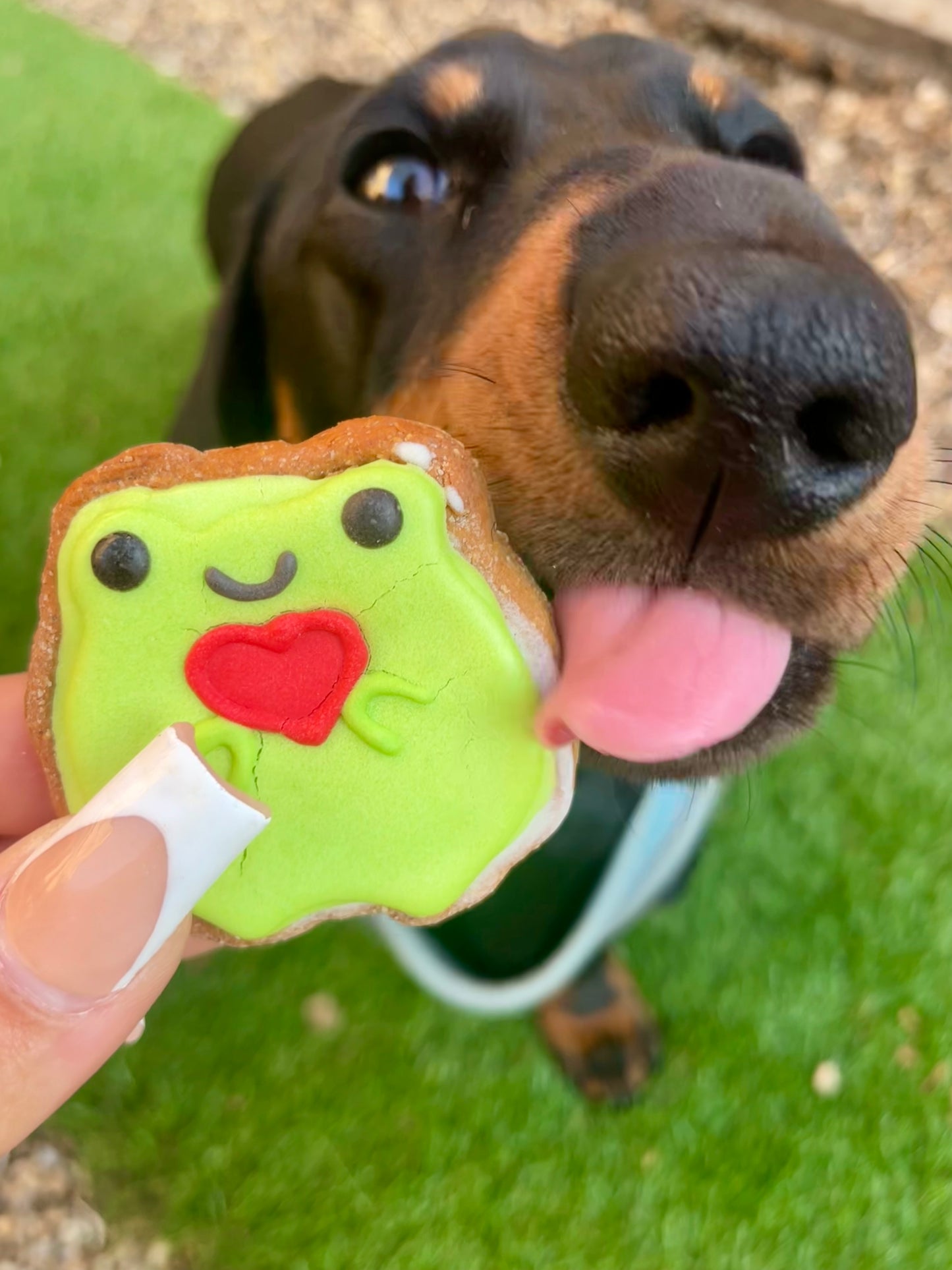 Send a heart from Fergus the Frog 🐸💚