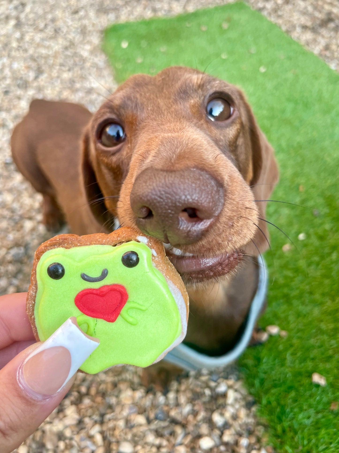 Send a heart from Fergus the Frog 🐸💚