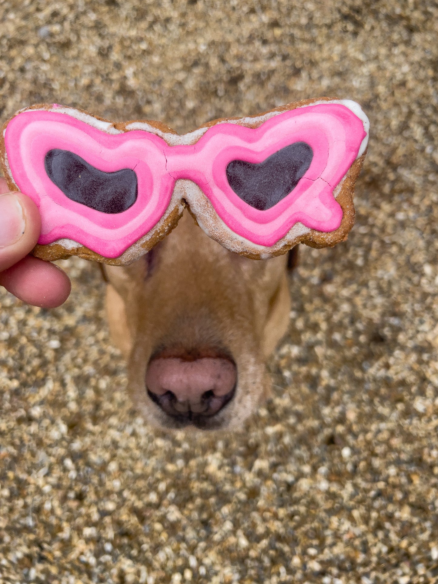 Pup Shades