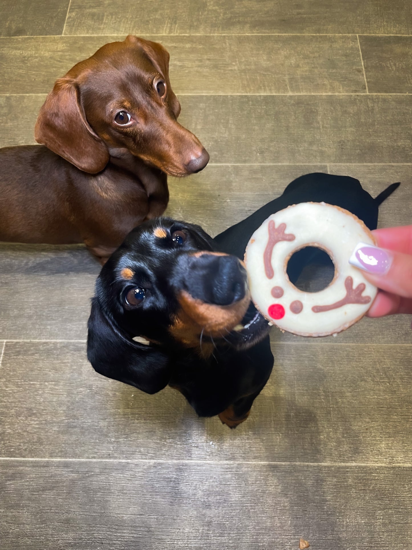 Festive Donut Duo (Surprise Set)
