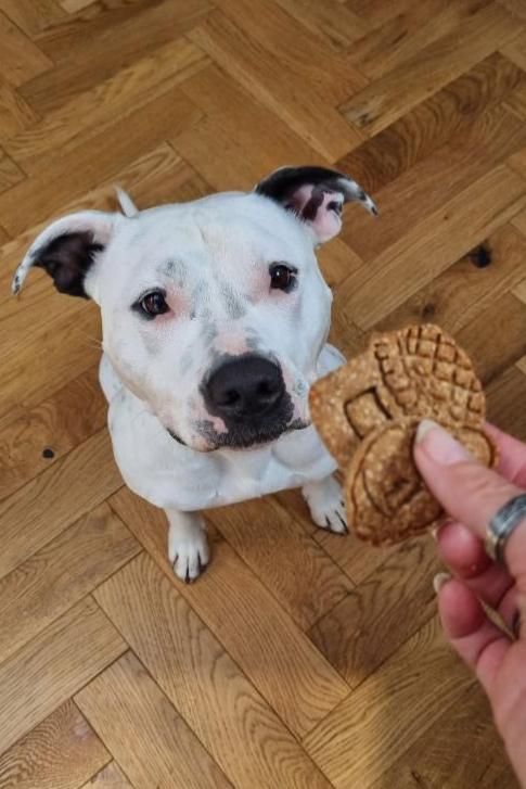 Barkfast At Tiffany's